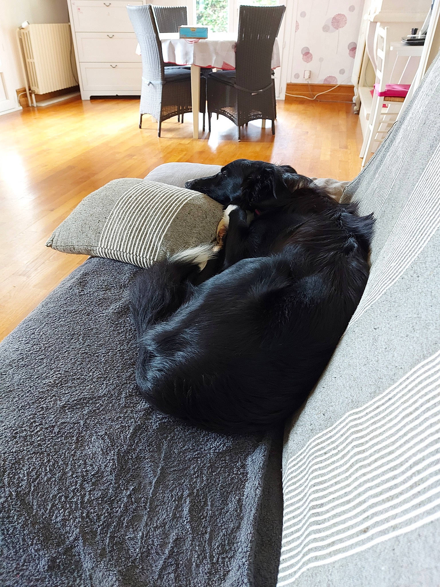 Roxane a rejoint le concours — aidez-le/la à gagner de superbes lots ! bed, bed_sheet, black, black_cat, canidae, cat, comfort, felidae, floor, flooring, fur, furniture, guard_dog, linens, mattress, nap, room, sleep, small_to_medium_sized_cats, sporting_group