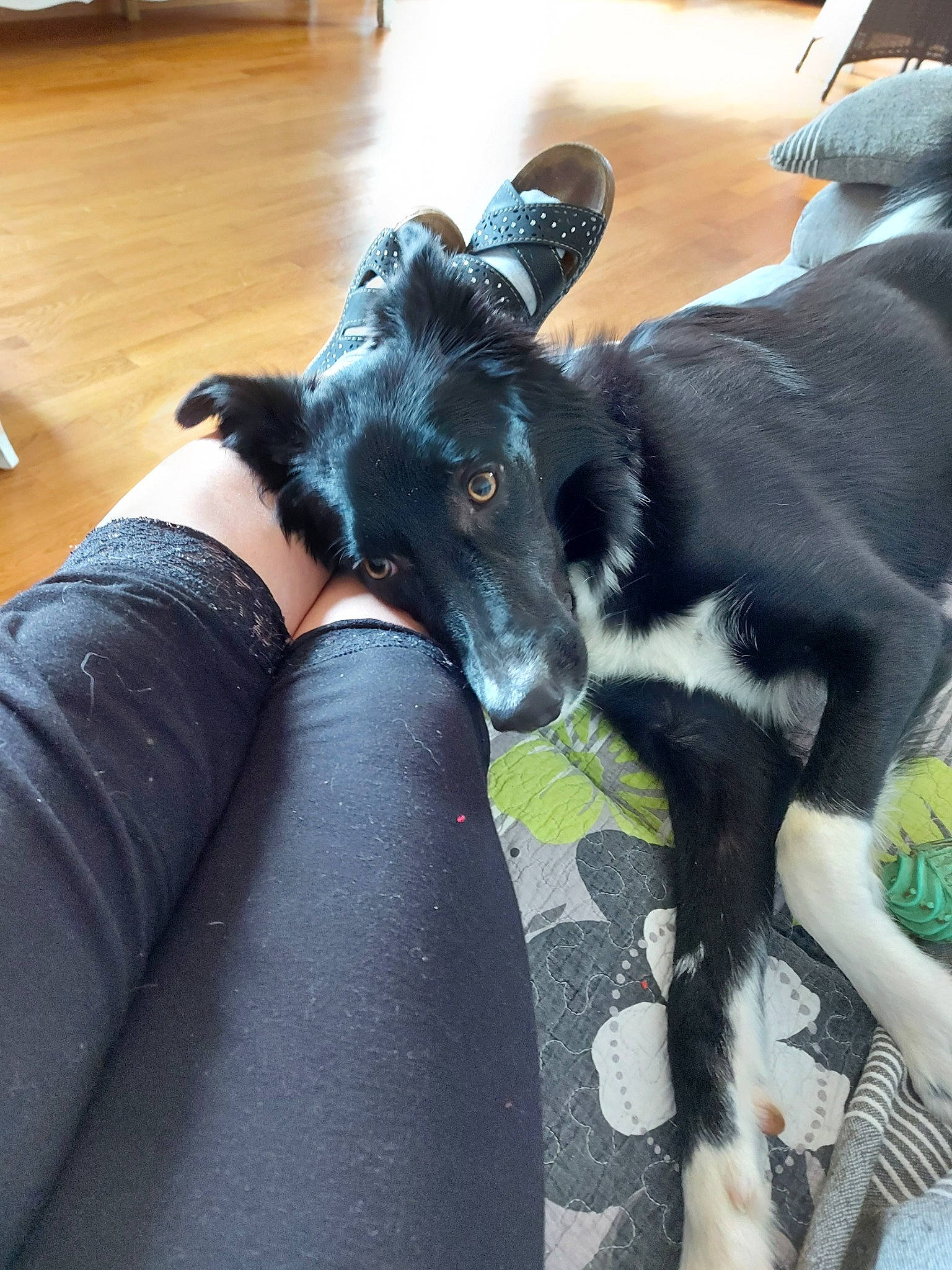 Roxane participe au concours pour gagner de l'argent avec cette photo : canidae, carnivore, dog, dog_breed, ear, great_dane, guard_dog, mammal, non_sporting_group, snout, sporting_group