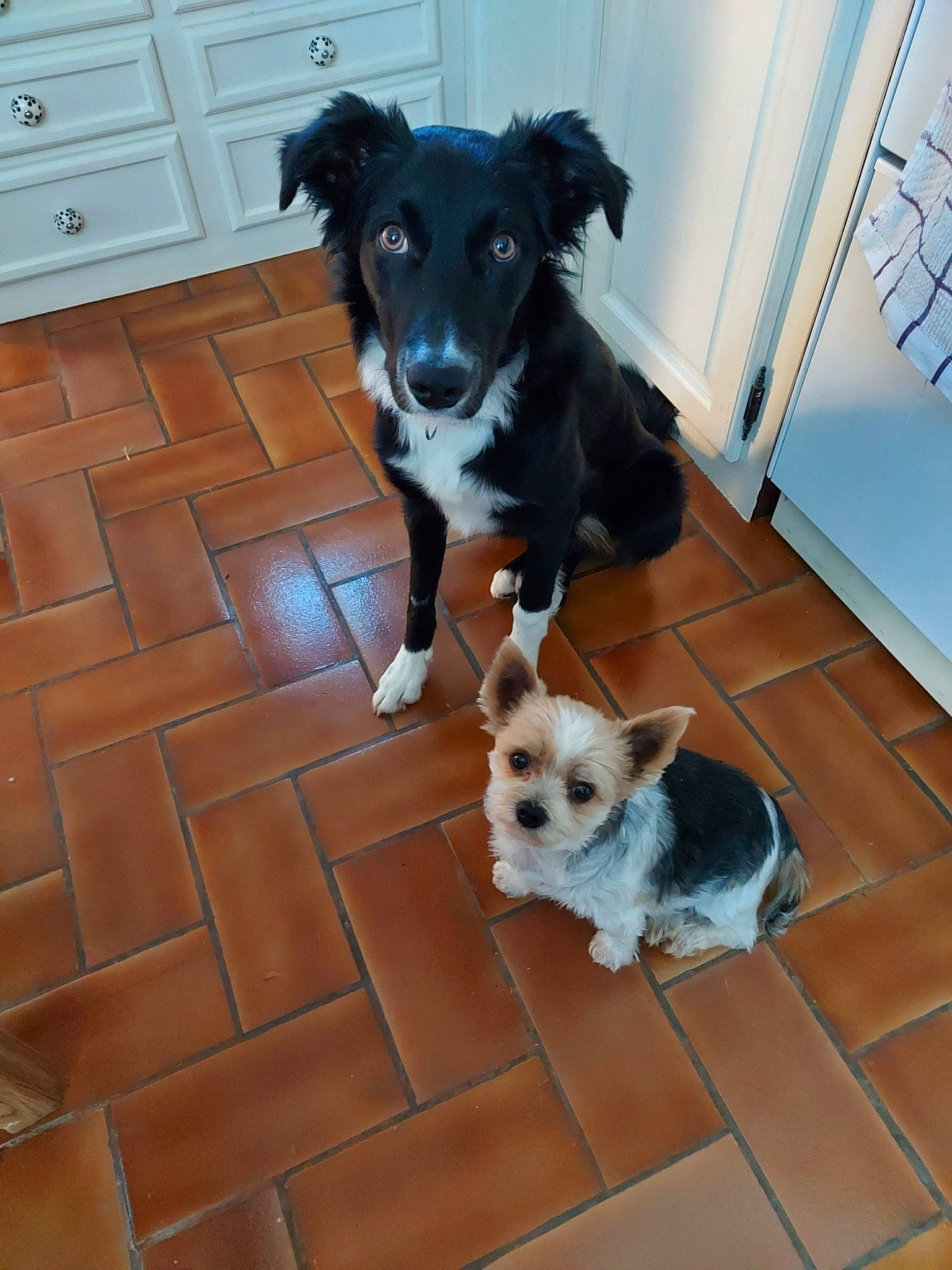 Nina participe au concours pour gagner de l'argent avec cette photo : biewer_terrier, border_collie, canidae, carnivore, companion_dog, dog, dog_breed, mammal, morkie, puppy, sporting_group, sporting_lucas_terrier, texas_heeler, vertebrate, working_dog, yorkshire_terrier