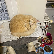 Waldo a rejoint le concours — aidez-le/la à gagner de superbes lots ! cat, orange_cat, cat_tree, pet_bowl, cat_food, cat_toys, cozy, indoor, sleeping_cat, feline, animal, pet, floor, blanket, radiator, container, toy, water_bowl, resting, fur