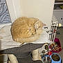 cat, orange_cat, cat_tree, pet_bowl, cat_food, cat_toys, cozy, indoor, sleeping_cat, feline, animal, pet, floor, blanket, radiator, container, toy, water_bowl, resting, fur