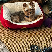 Leo is registered to the contest to win money with this photo: animal, brown_fur, carpet, companion, cozy, cute, dog, floor, fluffy, furniture, home, household_items, indoor, pet_bed, relaxed, rope_toy, small_dog, tennis_ball, toy, white_fur