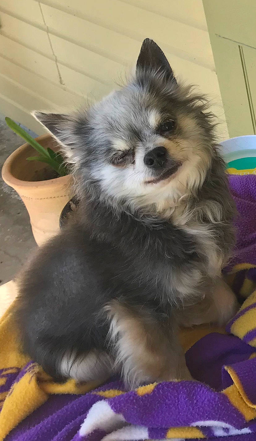 Artie joined the competition — help win amazing prizes! canidae, carnivore, companion_dog, dog, dog_breed, dog_supply, fawn, flowerpot, fur, german_spitz_klein, houseplant, papillon, plant, pomeranian, snout, spitz, sporting_group, toy_dog, volpino_italiano, whiskers