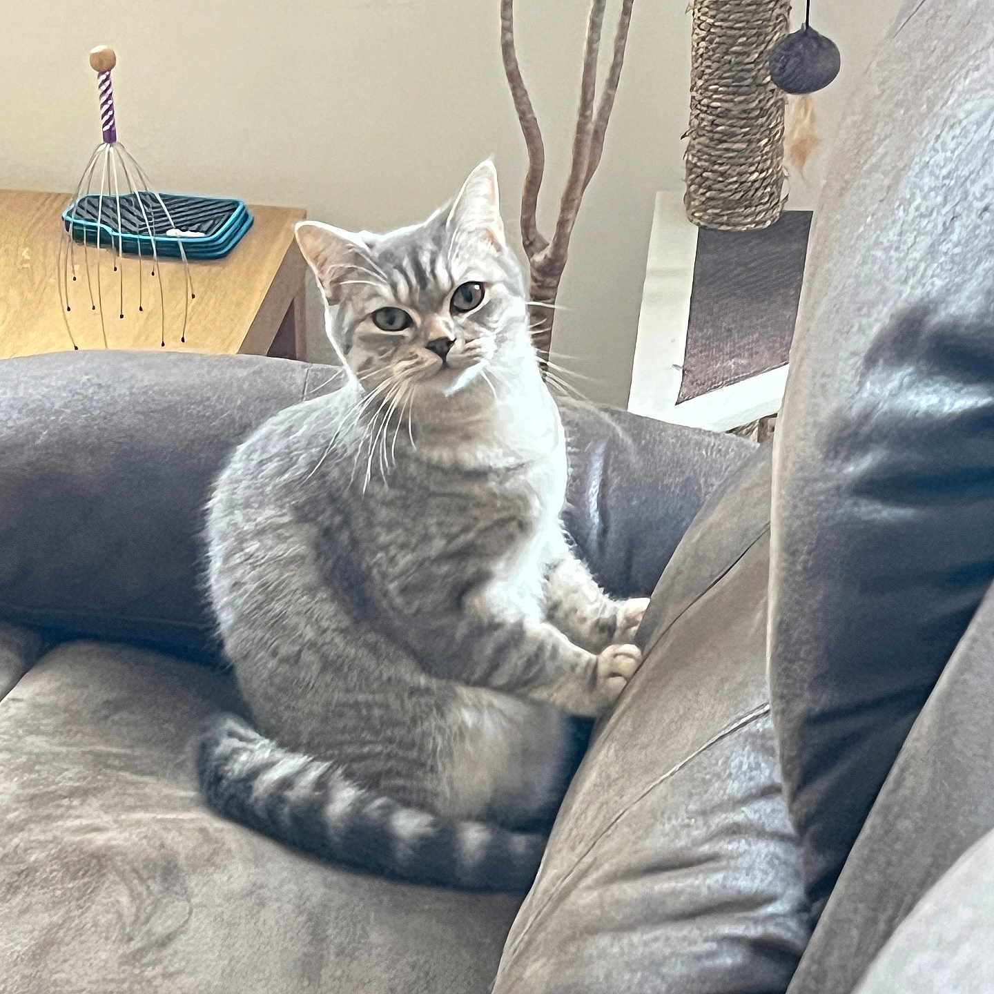 Luna is registered to the contest to win money with this photo: animal, cat, cat_tree, couch, cozy, curious, domestic, furniture, gray_cat, head_massager, home, houseplant, indoor, looking, pet, plush, relaxing, sofa, tabby_cat, wooden_table