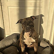 Laika a rejoint le concours — aidez-le/la à gagner de superbes lots ! animal, brindle, brown, canine, cozy, dog, dog_bed, domestic, door, ears, floor, indoor, looking, pet, relaxed, shadow, sitting, sunlight, tile_floor, white_chest