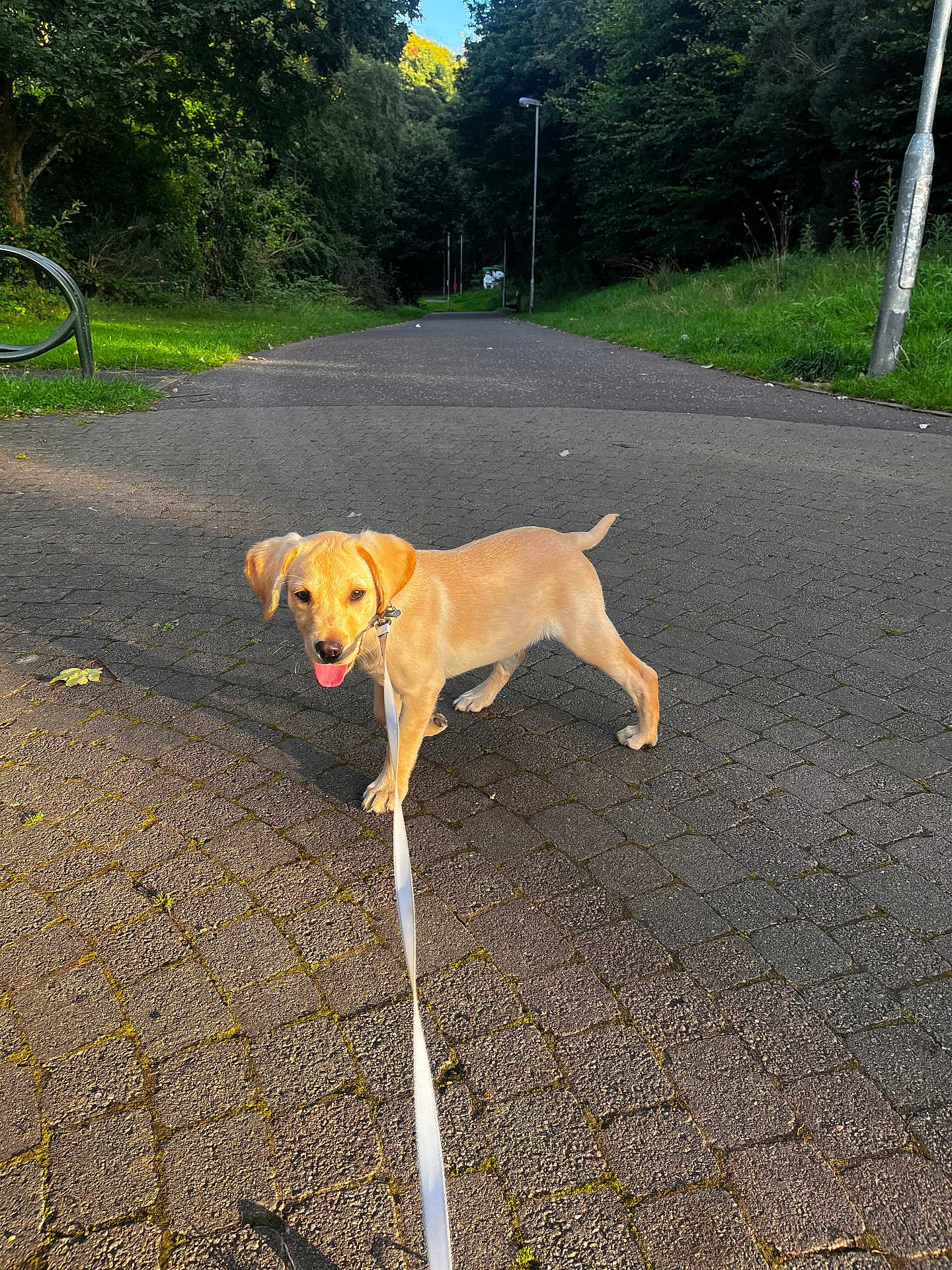 Arlo