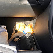 Arlo joined the competition — help win amazing prizes! black_bag, blue_collar, car_interior, companion, cozy, cute, dog, domestic_animal, floor, leather, pet, puppy, relaxing, resting, seat, shadow, sunbeam, sunlight, warmth, white_pants