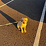 animal, asphalt, canine, collar, cute, daylight, dog, fur, golden, leash, outdoor, parking_lot, pet, pet_owner, puppy, shadow, sitting, small, sunlight, young_dog
