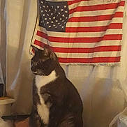 Snickers joined the competition — help win amazing prizes! cat, tuxedo_cat, indoor, american_flag, curtain, shelf, pet, animal, feline, domestic_cat, black_and_white, sitting, quiet, home, cozy, background, wall, decor, fur, looking_away