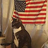 cat, tuxedo_cat, indoor, american_flag, curtain, shelf, pet, animal, feline, domestic_cat, black_and_white, sitting, quiet, home, cozy, background, wall, decor, fur, looking_away