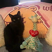 Einstein joined the competition — help win amazing prizes! black_cat, stuffed_animal, giraffe_toy, heart, bed, blanket, cartoon, pink, yellow_eyes, plush, cute, indoor, cozy, pet, animal, soft_toy, sitting, furniture, window, curtain