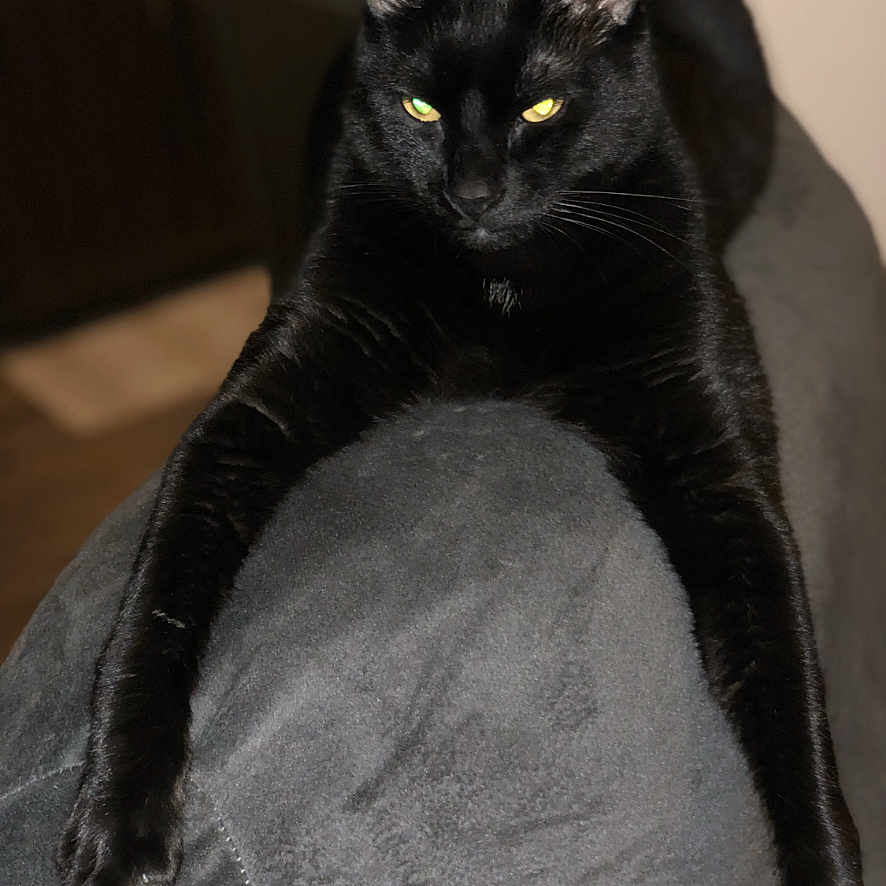 Nuggie joined the competition — help win amazing prizes! animal, black_cat, cat, claws, couch, domestic_cat, ears, feline, furry, gray_couch, home, indoor, pet, portrait, relaxed, resting, soft_texture, stretching, whiskers, yellow_eyes