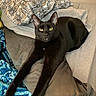 Nuggie joined the competition — help win amazing prizes! animal, bed, black_cat, blanket, cat, cozy, curious, cute, domestic_animal, feline, fur, indoor, looking, pet, pillow, relaxed, resting, sleeping_area, stretching, yellow_eyes