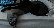 Nuggie is registered to the contest to win money with this photo: animal, bed, black_cat, blanket, cat, comfort, cozy, cute, domestic, feline, furniture, home, indoor, pet, pillow, relaxation, resting, sleepy, soft, stretching