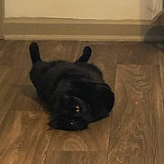 Nuggie joined the competition — help win amazing prizes! animal, black_cat, cat, cozy, curious, cute, domestic_cat, eyes, feline, flooring, fur, home, indoor, lying_down, pet, playful, relaxed, resting, whiskers, wooden_floor