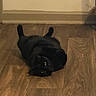 animal, black_cat, cat, cozy, curious, cute, domestic_cat, eyes, feline, flooring, fur, home, indoor, lying_down, pet, playful, relaxed, resting, whiskers, wooden_floor