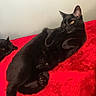 Nuggie is registered to the contest to win money with this photo: animal, black_cat, cat, cozy, cute, domestic_animal, ears, feline, fur, indoor, lying_down, paw, pet, red_blanket, relaxing, resting, soft_texture, two_cats, whiskers, yellow_eyes