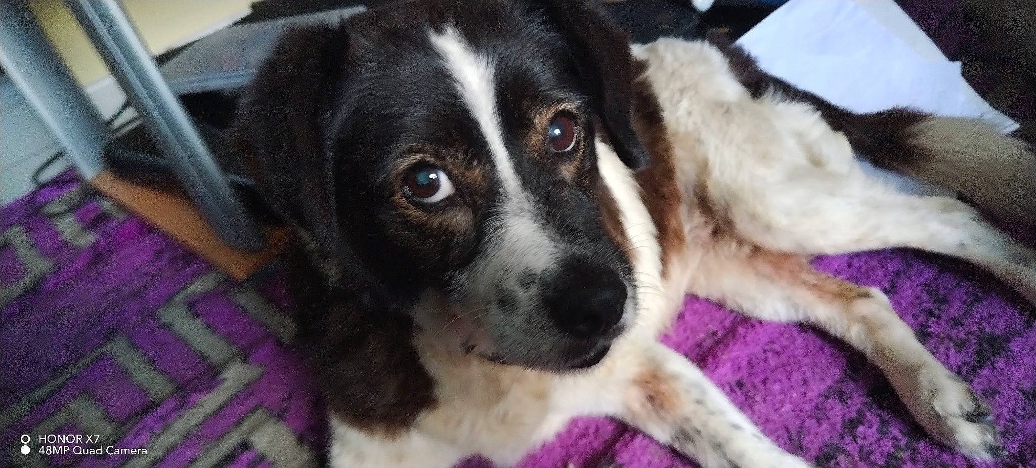 Chloé a rejoint le concours — aidez-le/la à gagner de superbes lots ! canidae, carnivore, companion_dog, dog, dog_breed, fur, gun_dog, snout, sporting_group, street_dog, whiskers, working_animal, working_dog