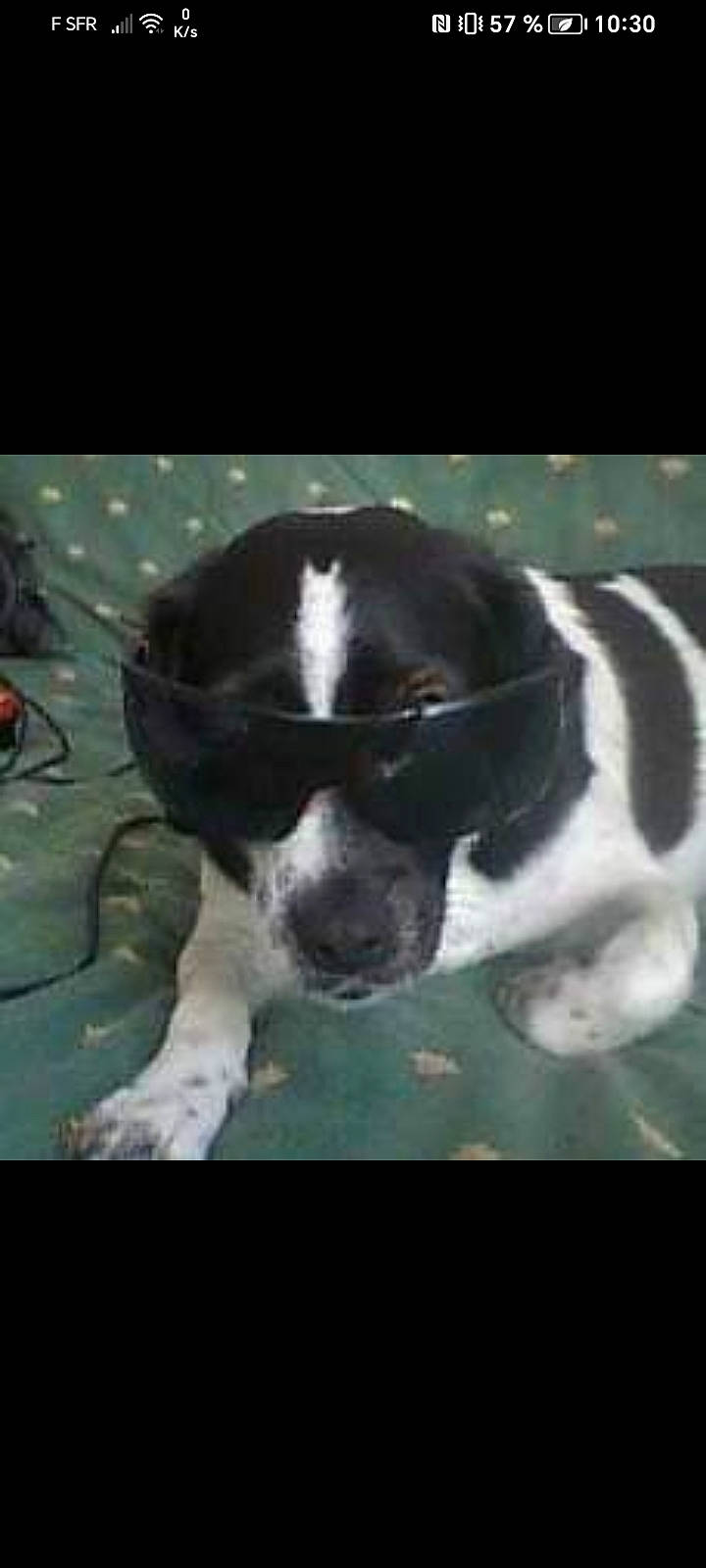 Chloé a rejoint le concours — aidez-le/la à gagner de superbes lots ! art, canidae, carnivore, companion_dog, dog, dog_breed, head, non_sporting_group, paw, photo_caption, puppy, snout, sporting_group, tail, terrestrial_animal, whiskers, windshield, working_animal