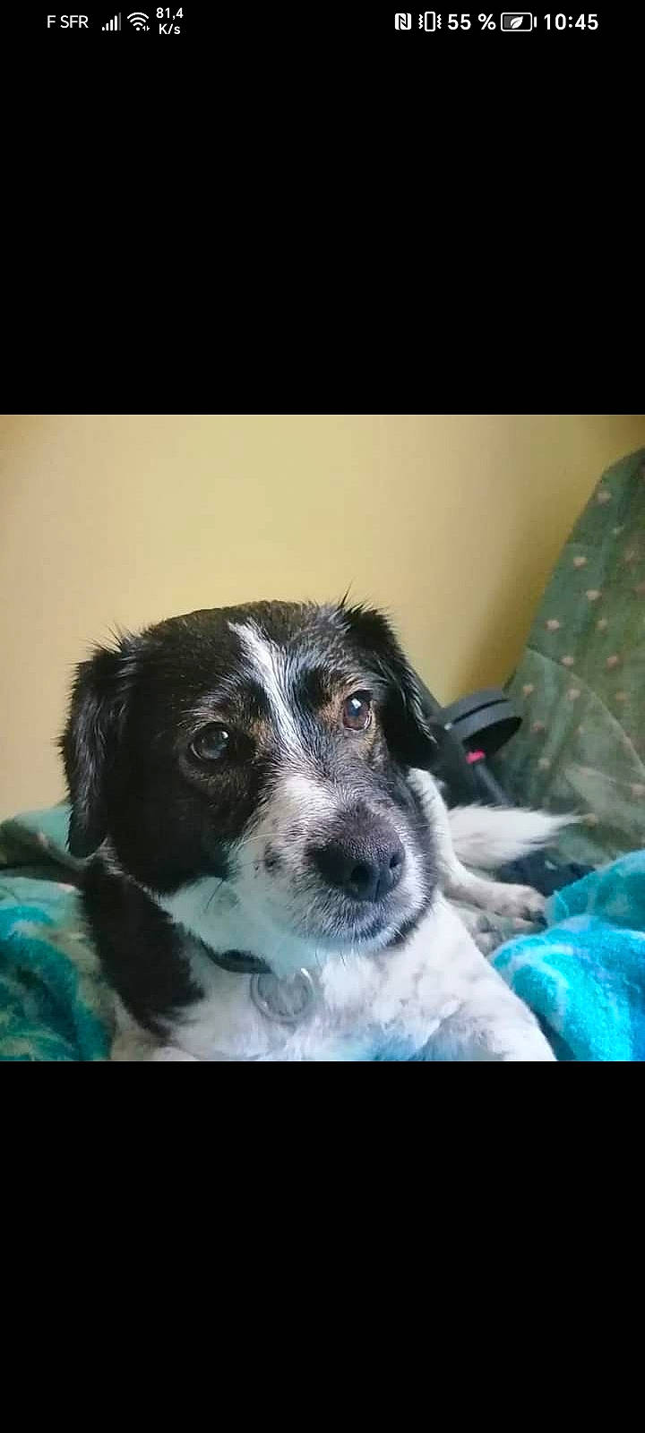 Chloé participe au concours pour gagner de l'argent avec cette photo : carnivore, companion_dog, dog, dog_breed, fur, snout, sporting_group, terrestrial_animal, whiskers, working_animal, working_dog