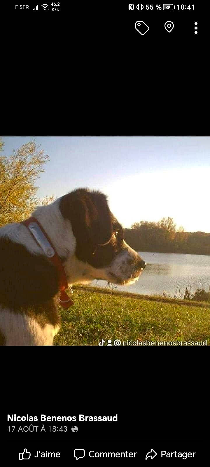 Chloé a rejoint le concours — aidez-le/la à gagner de superbes lots ! backlighting, carnivore, companion_dog, dog, dog_breed, grass, happy, herding_dog, horizon, landscape, natural_landscape, people_in_nature, plant, sky, snout, sporting_group, sunlight, tints_and_shades, tree, water