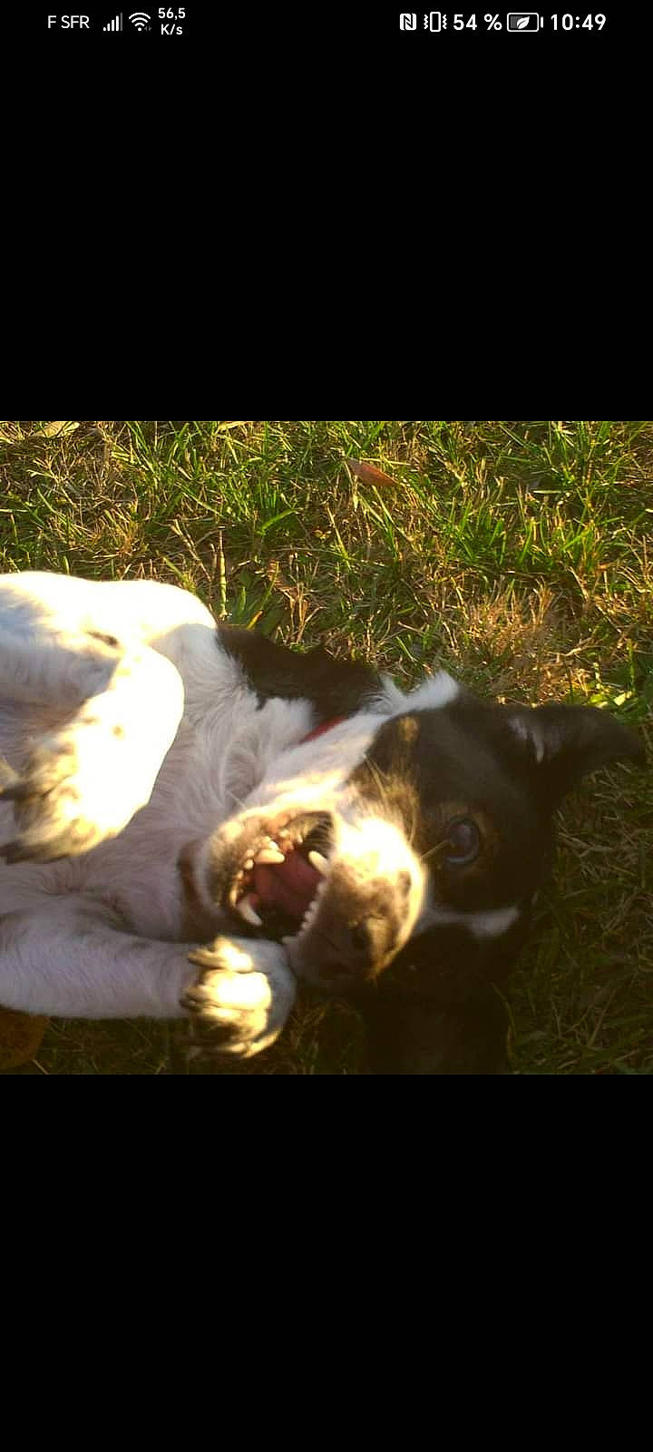 Chloé participe au concours pour gagner de l'argent avec cette photo : canidae, carnivore, cat, companion_dog, darkness, dog_breed, fawn, felidae, fur, grass, paw, plant, shadow, small_to_medium_sized_cats, snout, sporting_group, tail, tints_and_shades, whiskers, window