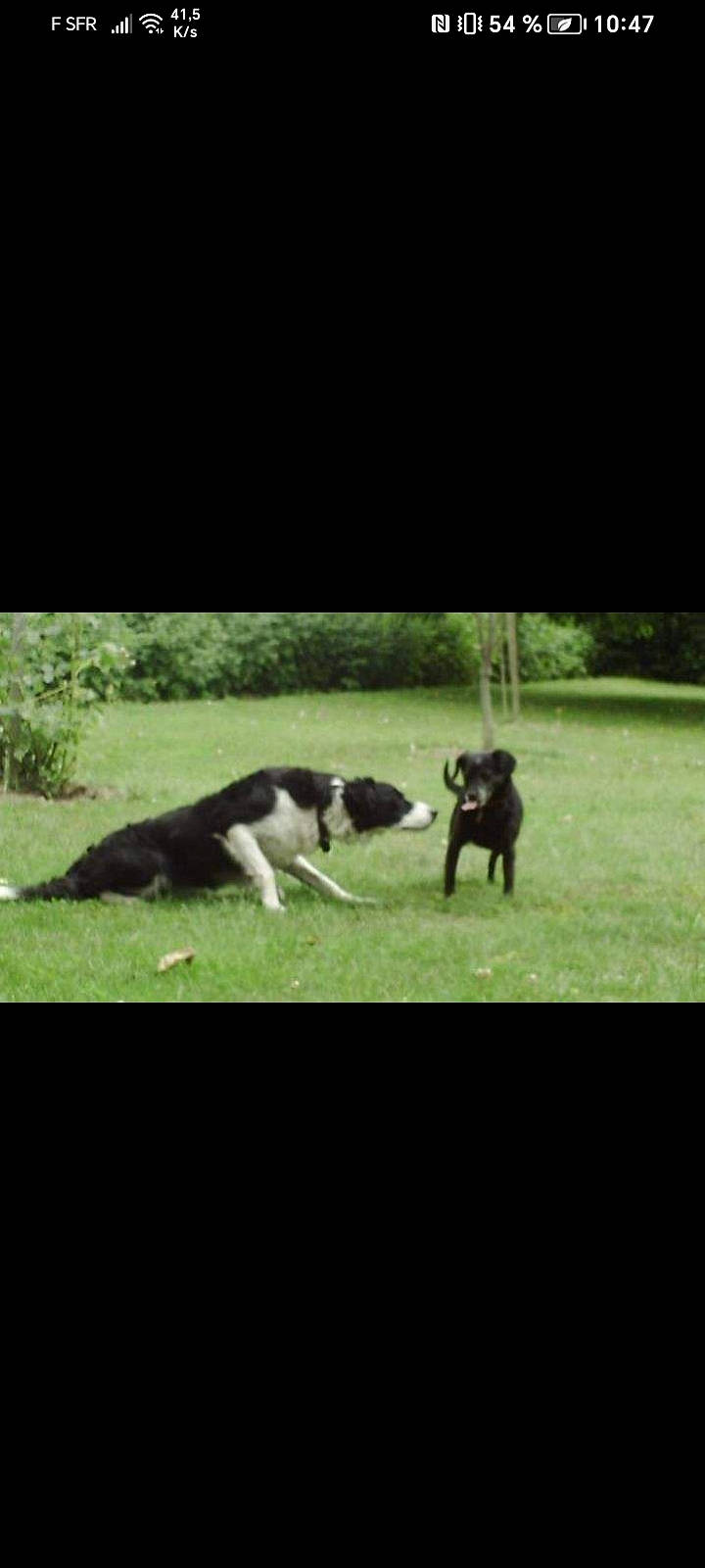 Jolie participe au concours pour gagner de l'argent avec cette photo : canidae, carnivore, companion_dog, darkness, dog, dog_breed, door, grass, grassland, happy, landscape, lawn, pasture, photo_caption, rectangle, sporting_group, tail, tints_and_shades, wildlife, window