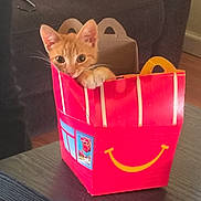 Teddy joined the competition — help win amazing prizes! kitten, cat, orange_cat, box, red_box, smile, curious, pet, indoor, living_room, furniture, table, cute, playful, animal, domestic_cat, whiskers, ears, paw, cozy