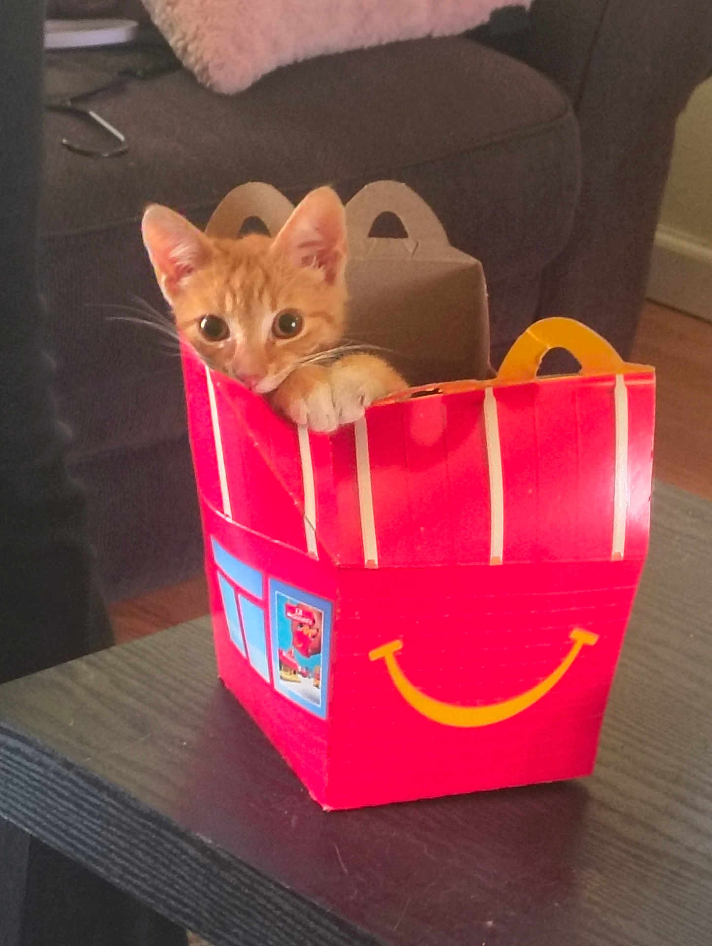 Teddy joined the competition — help win amazing prizes! kitten, cat, orange_cat, box, red_box, smile, curious, pet, indoor, living_room, furniture, table, cute, playful, animal, domestic_cat, whiskers, ears, paw, cozy