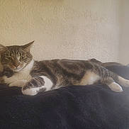 Charlie joined the competition — help win amazing prizes! cat, tabby, pet, animal, feline, relaxed, sleepy, indoor, blanket, fur, whiskers, paws, resting, texture, wall, home, cozy, mammal, cute, striped