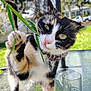 cat, calico, paw, grass, glass_table, outdoor, sunny, greenery, tree, whiskers, collar, curious, pet, animal, nature, closeup, playful, domestic_cat, daylight, house