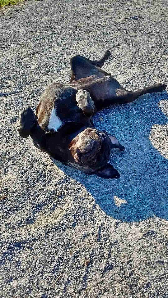 Mini Pug is registered to the contest to win money with this photo: american_pit_bull_terrier, canidae, carnivore, dog, dog_breed, french_bulldog, non_sporting_group, sporting_group, street_dog