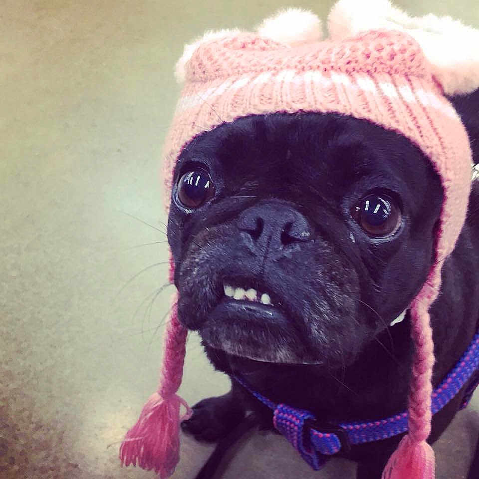 Mini Pug is registered to the contest to win money with this photo: canidae, carnivore, companion_dog, dog, dog_breed, dog_clothes, dog_collar, eye, fawn, french_bulldog, pug, puggle, puppy, puppy_love, skin, snout, sporting_group, toy_dog, wrinkle