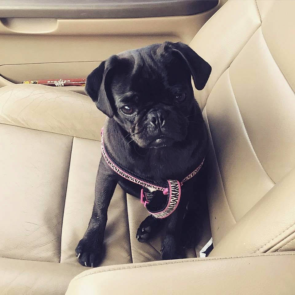 Mini Pug joined the competition — help win amazing prizes! canidae, carnivore, companion_dog, dog, dog_breed, dog_collar, fawn, mammal, pug, puggle, puppy, snout, sporting_group, toy_dog