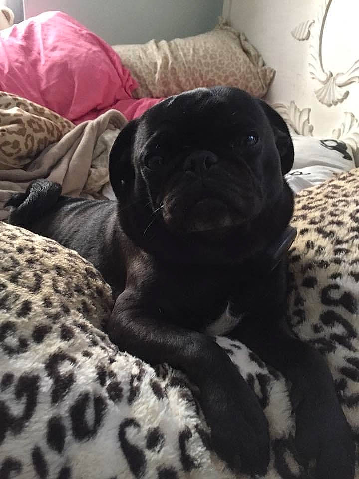 Mini Pug joined the competition — help win amazing prizes! canidae, carnivore, companion_dog, dog, dog_breed, fawn, mammal, non_sporting_group, pug, puppy, snout, sporting_group, vertebrate