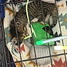 Boston is registered to the contest to win money with this photo: cat, kitten, kittens, sleeping, sleepy, animal, pet, crate, cage, blanket, plush_toy, green_toy, gray_fur, white_fur, striped_fur, paws, indoors, cozy, resting, photography