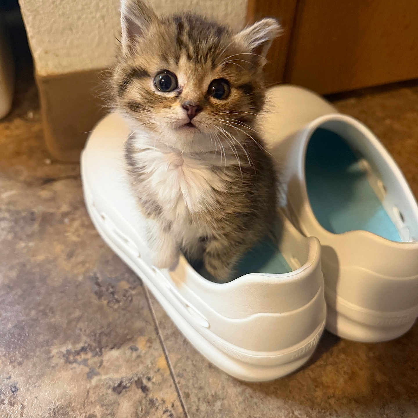 Boston is registered to the contest to win money with this photo: kitten, cat, animal, pet, fluffy, tabby, striped_fur, blue_eyes, wide_eyes, whiskers, ears, paws, sitting, shoe, sneaker, footwear, indoor, tile_floor, wooden_cabinet, cute