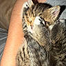 Boston is registered to the contest to win money with this photo: kittens, cats, sleeping, cuddling, furry, calico, tabby, kitten, pet, animal, closeup, portrait, whiskers, ears, paws, fur, cozy, indoors, human_arm, cuddle