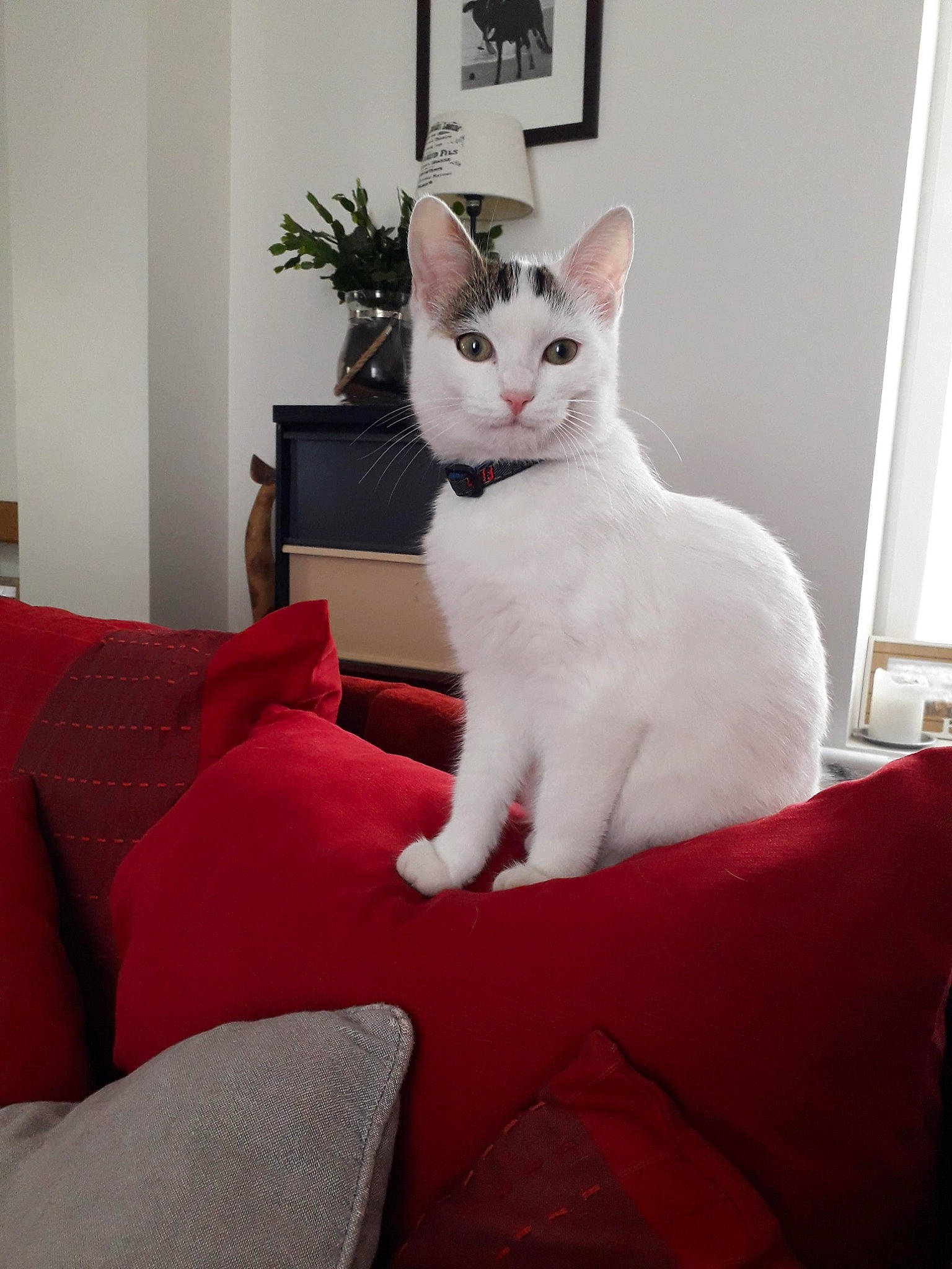 Tagada a rejoint le concours — aidez-le/la à gagner de superbes lots ! carmine, carnivore, cat, comfort, couch, domestic_short_haired_cat, felidae, flooring, flowerpot, fur, grey, houseplant, picture_frame, plant, sitting, small_to_medium_sized_cats, snout, tail, whiskers