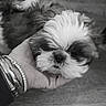 animal, black_and_white, bracelet, close_up, cute, dog, domestic_animal, fluffy, fur, gentle, hand, human_interaction, indoor, mammal, pet, portrait, puppy, resting, sleepy, soft