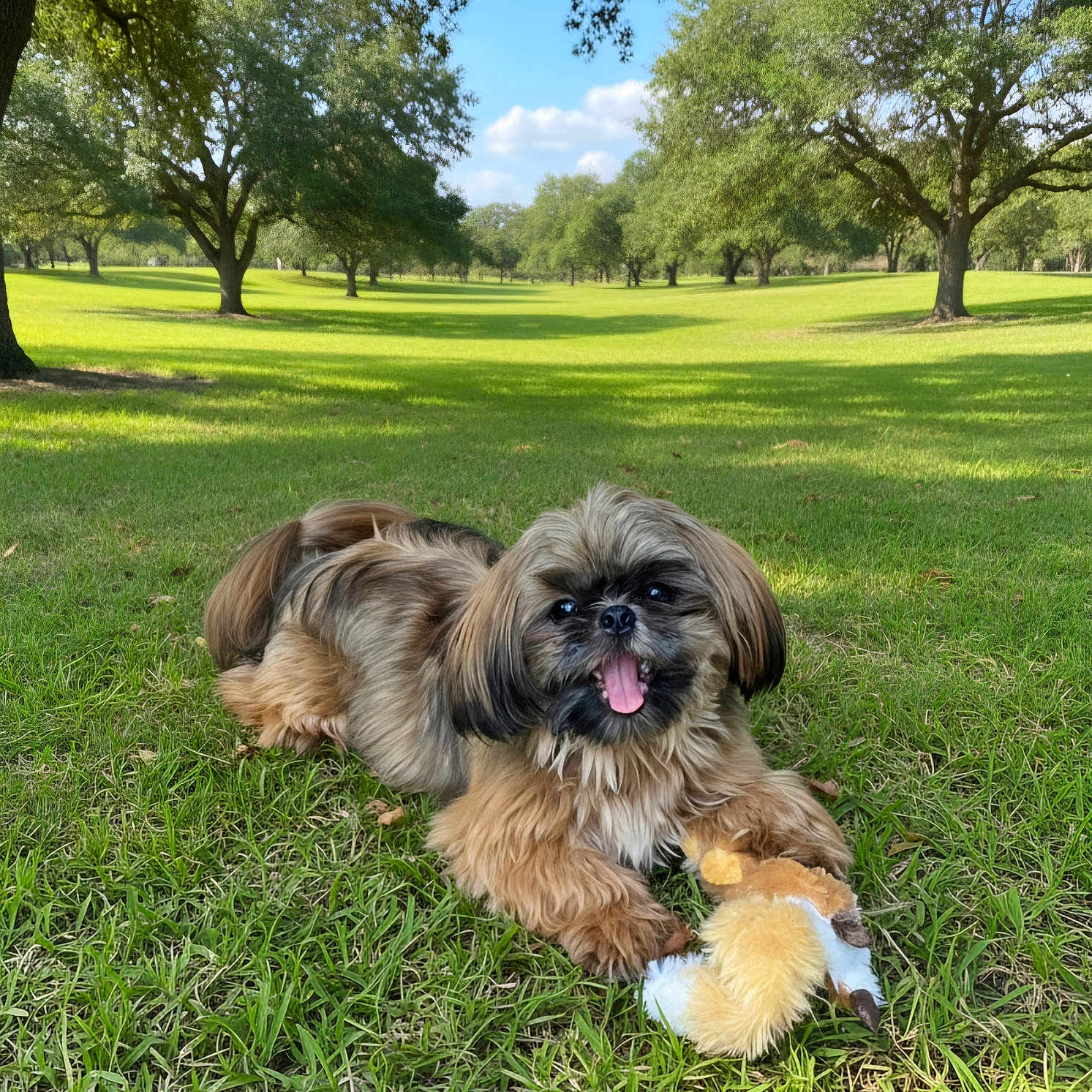 Hope is registered to the contest to win money with this photo: dog, shih_tzu, pet, grass, park, outdoor, sunny, portrait, sitting, lying_down, tongue_out, fluffy, long_hair, brown_and_white, playful, toy, plush_toy, trees, lawn, nature