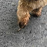 Hope is registered to the contest to win money with this photo: dog, shih_tzu, small_dog, fluffy, brown_fur, tan_fur, black_face, tongue_out, sitting, pet, companion_animal, indoor, carpet, gray_carpet, portrait, close_up, cute, alert, playful, long_hair