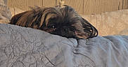 Hope is registered to the contest to win money with this photo: dog, small_dog, shaggy_dog, sleepy, lying_down, face, eyes, fur, brown_fur, black_fur, bed, quilt, blanket, pillow, bedroom, indoor, home, wood_paneling, cozy, portrait