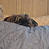 dog, small_dog, shaggy_dog, sleepy, lying_down, face, eyes, fur, brown_fur, black_fur, bed, quilt, blanket, pillow, bedroom, indoor, home, wood_paneling, cozy, portrait