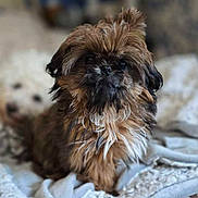 Hope joined the competition — help win amazing prizes! dog, puppy, small_dog, shaggy, brown_fur, black_face, fluffy, sitting, portrait, indoors, bed, blanket, bedding, textile, cozy, home, room, pet, cute, looking_at_camera