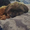 Hope is registered to the contest to win money with this photo: dog, dogs, puppy, sleeping, lying_down, cuddling, small_breed, long_hair, brown_fur, black_fur, pet, animal, blanket, bed, bedroom, cozy, indoors, window, furniture, nap