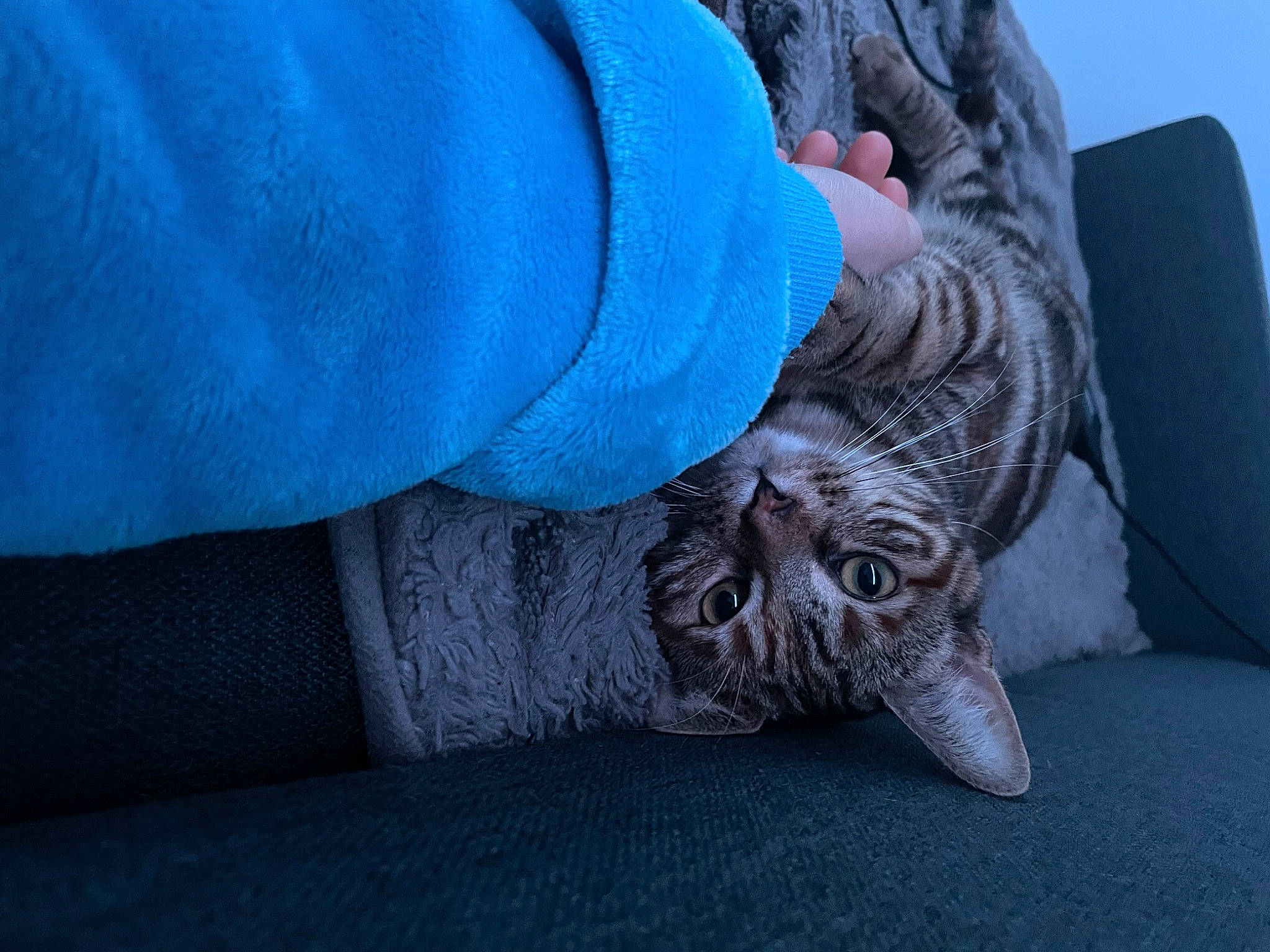 Happy participe au concours pour gagner de l'argent avec cette photo : azure, blue, comfort, denim, elbow, electric_blue, feather, felidae, foot, fur, grey, human_leg, mammal, pattern, sky, small_to_medium_sized_cats, snout, terrestrial_animal, whiskers, wood