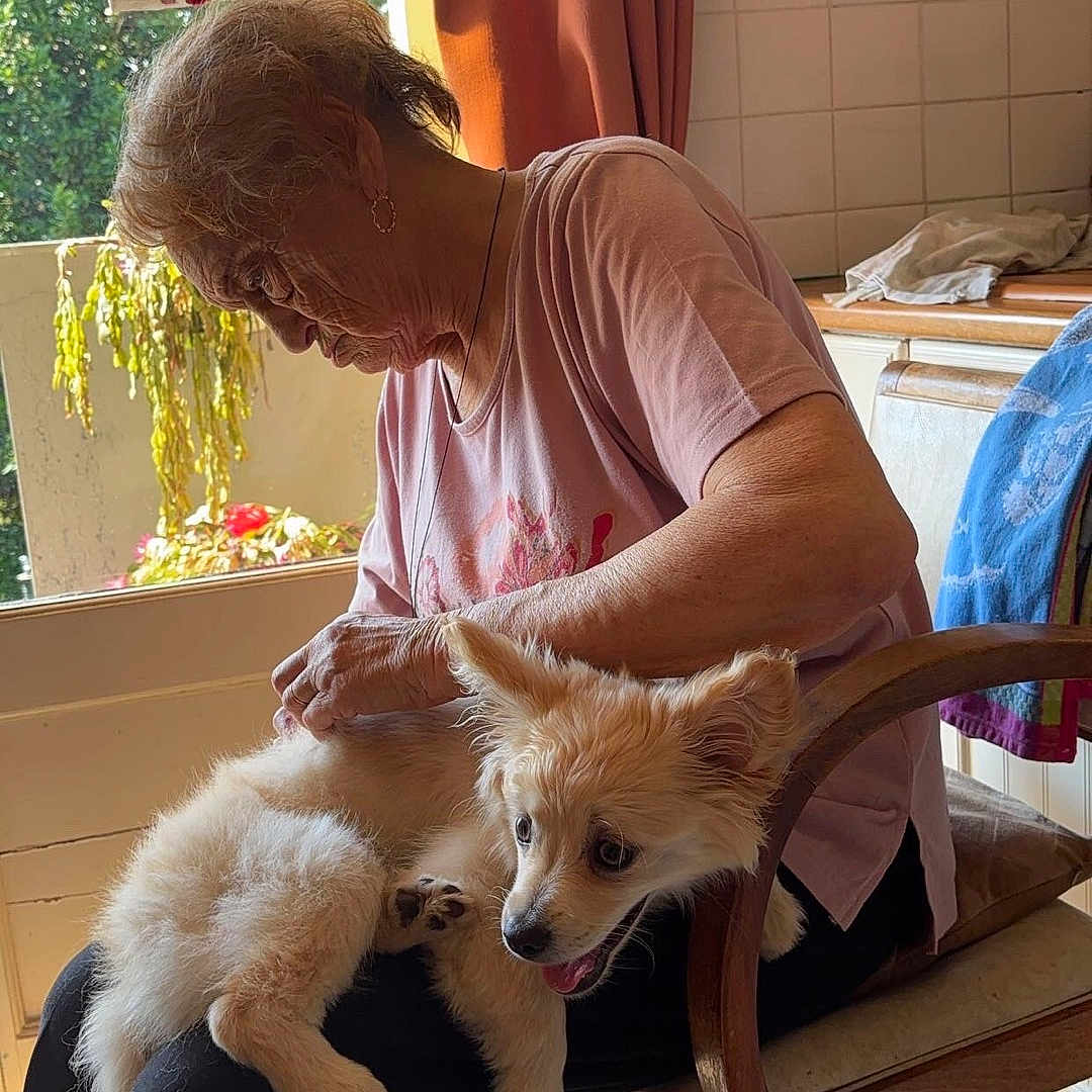 Luna participe au concours pour gagner de l'argent avec cette photo : accessories, adult, animal, canine, diningtable, dog, face, furniture, glasses, head, male, man, person, pet, photography, plant, portrait, pottedplant, puppy, table