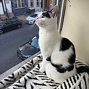 Coco Bean joined the competition — help win amazing prizes! animal, black_and_white, blanket, buildings, cars, cat, daylight, ears, feline, green_eyes, home, indoors, portrait, sitting, street, urban, whiskers, window, window_screen, zebra_pattern