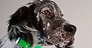 Arlo participe au concours pour gagner de l'argent avec cette photo : animal, black_and_white, canine, close_up, collar, dog, domestic_animal, ears, expression, fur, green_collar, indoor, looking_away, muzzle, nose, pet, portrait, side_profile, speckled_fur, whiskers